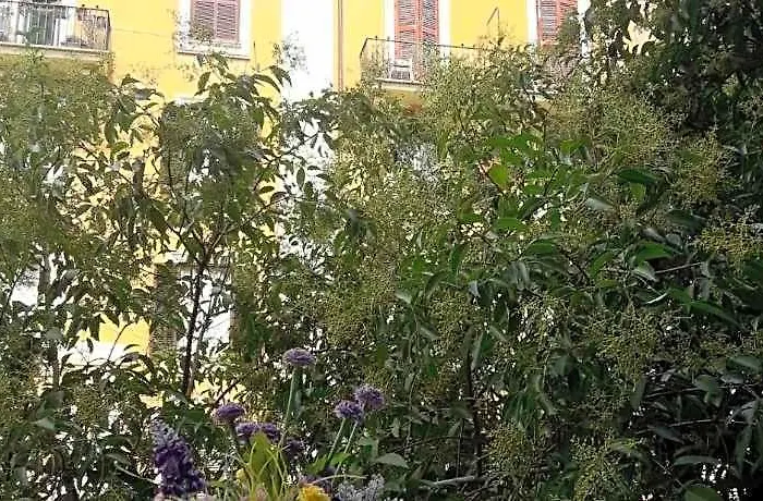 Il Di Amelia